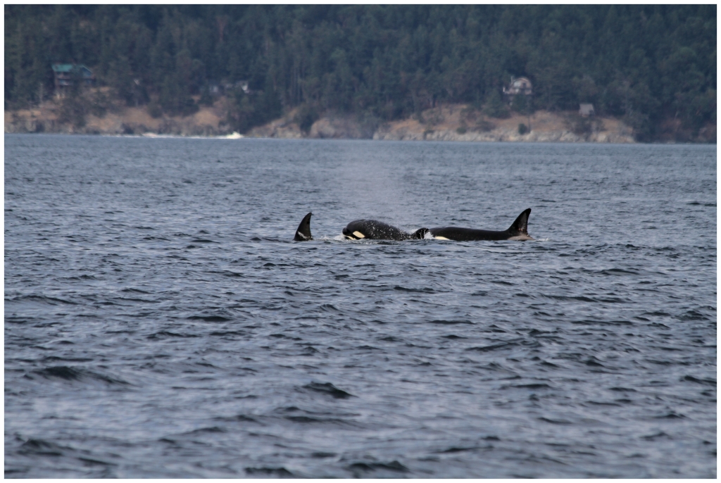 03 - Wales (7) - Orques.JPG